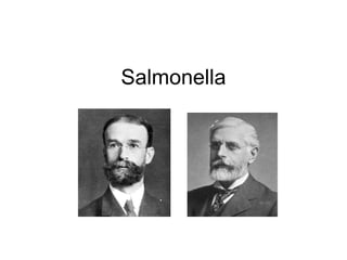 Salmonella   