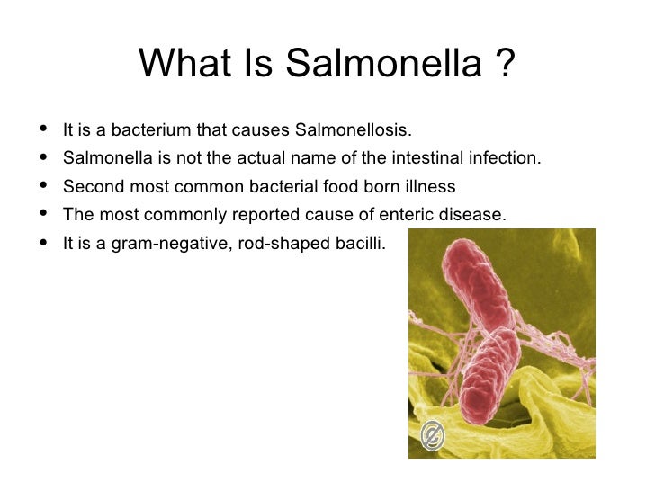 Сальмонеллез вкус продуктов. Сальмонелла. Отравление сальмонеллезом. Чем питается сальмонелла. Сальмонелла обнаружена.