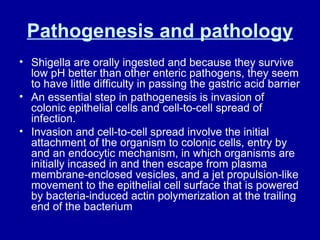 Pathogenesis and pathology Shigella are orally ingested and because they survive low pH better than other enteric pathogens, they seem to have little difficulty in passing the gastric acid barrier An essential step in pathogenesis is invasion of colonic epithelial cells and cell-to-cell spread of infection.  Invasion and cell-to-cell spread involve the initial attachment of the organism to colonic cells, entry by and an endocytic mechanism, in which organisms are initially incased in and then escape from plasma membrane-enclosed vesicles, and a jet propulsion-like movement to the epithelial cell surface that is powered by bacteria-induced actin polymerization at the trailing end of the bacterium 