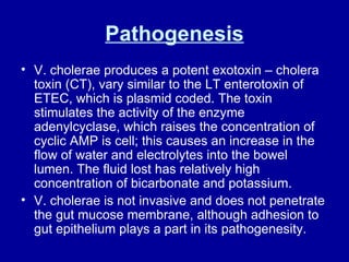 Pathogenesis V. cholerae produces a potent exotoxin – cholera toxin (CT), vary similar to the LT enterotoxin of ETEC, which is plasmid coded. The toxin stimulates the activity of the enzyme adenylcyclase, which raises the concentration of cyclic AMP is cell; this causes an increase in the flow of water and electrolytes into the bowel lumen. The fluid lost has relatively high concentration of bicarbonate and potassium.  V. cholerae is not invasive and does not penetrate the gut mucose membrane, although adhesion to gut epithelium plays a part in its pathogenesity.  