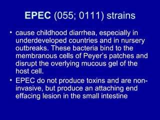 EPEC  (055; 0111) strains cause childhood diarrhea, especially in underdeveloped countries and in nursery outbreaks. These bacteria bind to the membranous cells of Peyer’s patches and disrupt the overlying mucous gel of the host cell.  EPEC do not produce toxins and are non-invasive, but produce an attaching end effacing lesion in the small intestine 
