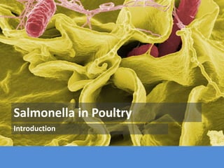 Salmonella in Poultry
Introduction
 