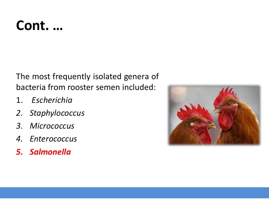 Salmonella in poultry