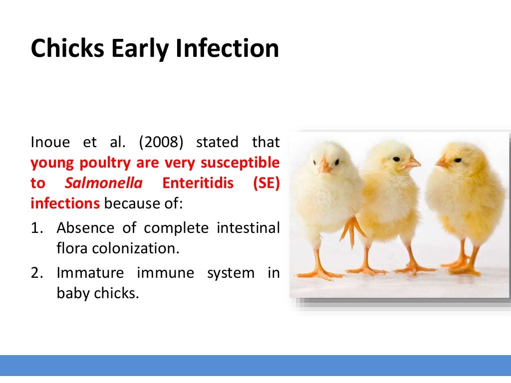 Salmonella in poultry