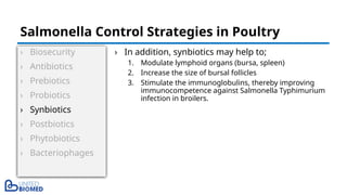 › Biosecurity
› Antibiotics
› Prebiotics
› Probiotics
› Synbiotics
› Postbiotics
› Phytobiotics
› Bacteriophages
› In addition, synbiotics may help to;
1. Modulate lymphoid organs (bursa, spleen)
2. Increase the size of bursal follicles
3. Stimulate the immunoglobulins, thereby improving
immunocompetence against Salmonella Typhimurium
infection in broilers.
Salmonella Control Strategies in Poultry
 