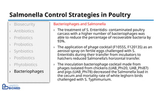 › Biosecurity
› Antibiotics
› Prebiotics
› Probiotics
› Synbiotics
› Postbiotics
› Phytobiotics
› Bacteriophages
Bacteriophages and Salmonella
› The treatment of S. Enteritidis- contaminated poultry
carcass with a higher number of bacteriophages was
able to reduce the percentage of recoverable bacteria by
93%.
› The application of phage cocktail (F1055S, F12013S) as an
aerosol spray on fertile eggs challenged with S.
Enteritidis during their transfer from incubators to
hatchers reduced Salmonella’s horizontal transfer.
› The inoculation bacteriophage cocktail made from
phages isolated from chickens (UAB_Phi20, UAB_Phi87)
and pigs (UAB_Phi78) decreased the Salmonella load in
the cecum and mortality rate of white leghorn birds
challenged with S. Typhimurium.
Salmonella Control Strategies in Poultry
 