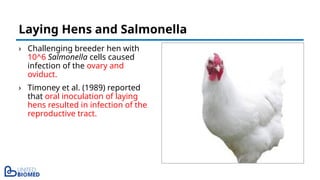 › Challenging breeder hen with
10^6 Salmonella cells caused
infection of the ovary and
oviduct.
› Timoney et al. (1989) reported
that oral inoculation of laying
hens resulted in infection of the
reproductive tract.
Laying Hens and Salmonella
 