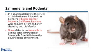 › In a study to determine the effect
of disinfection on Salmonella in
breeders, 3 broiler breeder
houses at 3 different locations
were sampled before and after
cleansing and disinfection
› None of the farms were able to
achieve total elimination of
Salmonella Enteritidis from the
poultry house environment.
Salmonella and Rodents
 