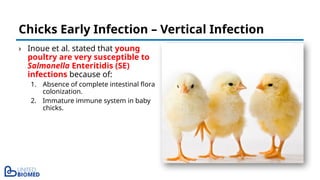 › Inoue et al. stated that young
poultry are very susceptible to
Salmonella Enteritidis (SE)
infections because of:
1. Absence of complete intestinal flora
colonization.
2. Immature immune system in baby
chicks.
Chicks Early Infection – Vertical Infection
 
