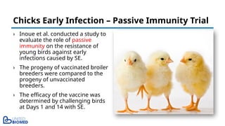 › Inoue et al. conducted a study to
evaluate the role of passive
immunity on the resistance of
young birds against early
infections caused by SE.
› The progeny of vaccinated broiler
breeders were compared to the
progeny of unvaccinated
breeders.
› The efficacy of the vaccine was
determined by challenging birds
at Days 1 and 14 with SE.
Chicks Early Infection – Passive Immunity Trial
 