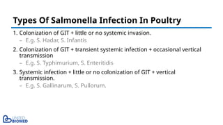 1. Colonization of GIT + little or no systemic invasion.
– E.g. S. Hadar, S. Infantis
2. Colonization of GIT + transient systemic infection + occasional vertical
transmission
– E.g. S. Typhimurium, S. Enteritidis
3. Systemic infection + little or no colonization of GIT + vertical
transmission.
– E.g. S. Gallinarum, S. Pullorum.
Types Of Salmonella Infection In Poultry
 