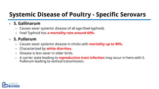 › S. Gallinarum
– Causes sever systemic disease of all age (fowl typhoid).
– Fowl Typhoid has a mortality rate around 60%.
› S. Pullorum
– Causes sever systemic disease in chicks with mortality up to 90%.
– Characterized by white diarrhea.
– Disease is less sever in older birds.
– A carrier state leading to reproductive tract infection may occur in hens with S.
Pullorum leading to vertical transmission.
Systemic Disease of Poultry - Specific Serovars
 