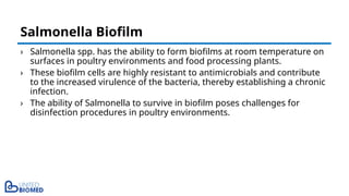 › Salmonella spp. has the ability to form biofilms at room temperature on
surfaces in poultry environments and food processing plants.
› These biofilm cells are highly resistant to antimicrobials and contribute
to the increased virulence of the bacteria, thereby establishing a chronic
infection.
› The ability of Salmonella to survive in biofilm poses challenges for
disinfection procedures in poultry environments.
Salmonella Biofilm
 