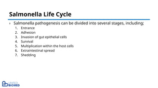 › Salmonella pathogenesis can be divided into several stages, including;
1. Entrance
2. Adhesion
3. Invasion of gut epithelial cells
4. Survival
5. Multiplication within the host cells
6. Extraintestinal spread
7. Shedding
Salmonella Life Cycle
 