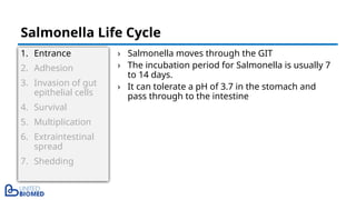 1. Entrance
2. Adhesion
3. Invasion of gut
epithelial cells
4. Survival
5. Multiplication
6. Extraintestinal
spread
7. Shedding
› Salmonella moves through the GIT
› The incubation period for Salmonella is usually 7
to 14 days.
› It can tolerate a pH of 3.7 in the stomach and
pass through to the intestine
Salmonella Life Cycle
 