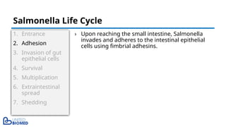 1. Entrance
2. Adhesion
3. Invasion of gut
epithelial cells
4. Survival
5. Multiplication
6. Extraintestinal
spread
7. Shedding
› Upon reaching the small intestine, Salmonella
invades and adheres to the intestinal epithelial
cells using fimbrial adhesins.
Salmonella Life Cycle
 