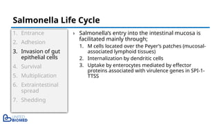 1. Entrance
2. Adhesion
3. Invasion of gut
epithelial cells
4. Survival
5. Multiplication
6. Extraintestinal
spread
7. Shedding
› Salmonella’s entry into the intestinal mucosa is
facilitated mainly through;
1. M cells located over the Peyer’s patches (mucosal-
associated lymphoid tissues)
2. Internalization by dendritic cells
3. Uptake by enterocytes mediated by effector
proteins associated with virulence genes in SPI-1-
TTSS
Salmonella Life Cycle
 