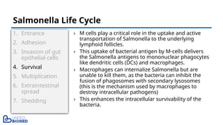 1. Entrance
2. Adhesion
3. Invasion of gut
epithelial cells
4. Survival
5. Multiplication
6. Extraintestinal
spread
7. Shedding
› M cells play a critical role in the uptake and active
transportation of Salmonella to the underlying
lymphoid follicles.
› This uptake of bacterial antigen by M-cells delivers
the Salmonella antigens to mononuclear phagocytes
like dendritic cells (DCs) and macrophages.
› Macrophages can internalize Salmonella but are
unable to kill them, as the bacteria can inhibit the
fusion of phagosomes with secondary lysosomes
(this is the mechanism used by macrophages to
destroy intracellular pathogens)
› This enhances the intracellular survivability of the
bacteria.
Salmonella Life Cycle
 