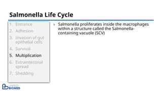 1. Entrance
2. Adhesion
3. Invasion of gut
epithelial cells
4. Survival
5. Multiplication
6. Extraintestinal
spread
7. Shedding
› Salmonella proliferates inside the macrophages
within a structure called the Salmonella-
containing vacuole (SCV)
Salmonella Life Cycle
 