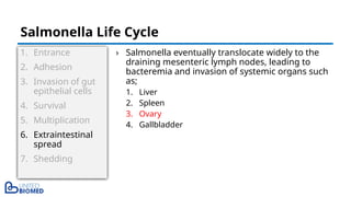 1. Entrance
2. Adhesion
3. Invasion of gut
epithelial cells
4. Survival
5. Multiplication
6. Extraintestinal
spread
7. Shedding
› Salmonella eventually translocate widely to the
draining mesenteric lymph nodes, leading to
bacteremia and invasion of systemic organs such
as;
1. Liver
2. Spleen
3. Ovary
4. Gallbladder
Salmonella Life Cycle
 