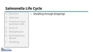 1. Entrance
2. Adhesion
3. Invasion of gut
epithelial cells
4. Survival
5. Multiplication
6. Extraintestinal
spread
7. Shedding
› Shedding through droppings
Salmonella Life Cycle
 