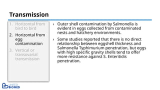 1. Horizontal from
bird to bird
2. Horizontal from
egg
contamination
3. Vertical or
transovarial
transmission
› Outer shell contamination by Salmonella is
evident in eggs collected from contaminated
nests and hatchery environments.
› Some studies reported that there is no direct
relationship between eggshell thickness and
Salmonella Typhimurium penetration, but eggs
with high specific gravity shells tend to offer
more resistance against S. Enteritidis
penetration.
Transmission
 