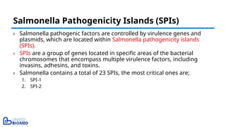 › Salmonella pathogenic factors are controlled by virulence genes and
plasmids, which are located within Salmonella pathogenicity islands
(SPIs).
› SPIs are a group of genes located in specific areas of the bacterial
chromosomes that encompass multiple virulence factors, including
invasins, adhesins, and toxins.
› Salmonella contains a total of 23 SPIs, the most critical ones are;
1. SPI-1
2. SPI-2
Salmonella Pathogenicity Islands (SPIs)
 
