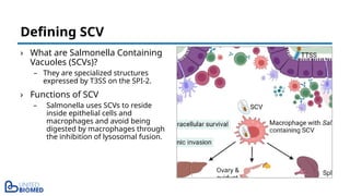 › What are Salmonella Containing
Vacuoles (SCVs)?
– They are specialized structures
expressed by T3SS on the SPI-2.
› Functions of SCV
– Salmonella uses SCVs to reside
inside epithelial cells and
macrophages and avoid being
digested by macrophages through
the inhibition of lysosomal fusion.
Defining SCV
 