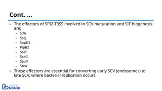 › The effectors of SPI2-T3SS involved in SCV maturation and SIF biogenesis
are;
– SifA
– SseJ
– SopD2
– PipB2
– SseF
– SseG
– SpvB
– SteA
› These effectors are essential for converting early SCV (endosomes) to
late SCV, where bacterial replication occurs.
Cont. …
 