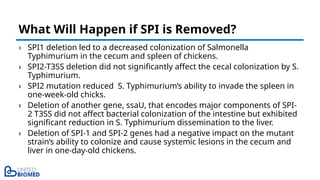 › SPI1 deletion led to a decreased colonization of Salmonella
Typhimurium in the cecum and spleen of chickens.
› SPI2-T3SS deletion did not significantly affect the cecal colonization by S.
Typhimurium.
› SPI2 mutation reduced S. Typhimurium’s ability to invade the spleen in
one-week-old chicks.
› Deletion of another gene, ssaU, that encodes major components of SPI-
2 T3SS did not affect bacterial colonization of the intestine but exhibited
significant reduction in S. Typhimurium dissemination to the liver.
› Deletion of SPI-1 and SPI-2 genes had a negative impact on the mutant
strain’s ability to colonize and cause systemic lesions in the cecum and
liver in one-day-old chickens.
What Will Happen if SPI is Removed?
 