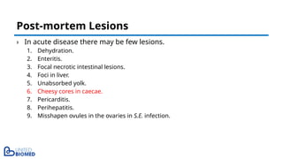 › In acute disease there may be few lesions.
1. Dehydration.
2. Enteritis.
3. Focal necrotic intestinal lesions.
4. Foci in liver.
5. Unabsorbed yolk.
6. Cheesy cores in caecae.
7. Pericarditis.
8. Perihepatitis.
9. Misshapen ovules in the ovaries in S.E. infection.
Post-mortem Lesions
 