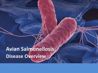 Avian Salmonellosis
Disease Overview
 