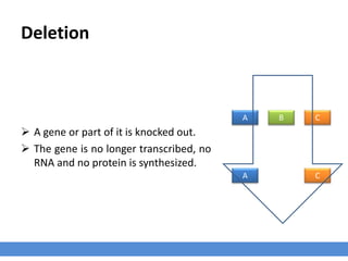Deletion
 A gene or part of it is knocked out.
 The gene is no longer transcribed, no
RNA and no protein is synthesized.
A B C
A C
 