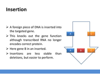 Insertion
 A foreign piece of DNA is inserted into
the targeted gene.
 This knocks out the gene function
although transcribed RNA no longer
encodes correct protein.
 Here gene B in an inserted.
 Insertions are less stable than
deletions, but easier to perform.
A C
A CB
 