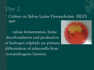  Culture on Xylose Lysine Desoxycholate (XLD) 
agar. 
- xylose fermentation, lysine 
decarboxylation and production 
of hydrogen sulphide are primary 
diffrentation of salmonella from 
non-pathogenic bacteria. 
 