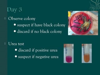  Observe colony 
● suspect if have black colony 
● discard if no black colony 
 Urea test 
● discard if positive urea 
● suspect if negative urea 
 