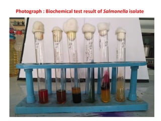 Photograph : Biochemical test result of Salmonella isolate
 