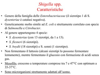 Shigella spp.
Caratteristiche
• Genere della famiglia delle Enterobacteriaceae (il sierotipo 1 di S.
dysenteriae è catalasi negativa).
• Geneticamente molto simile ad E. coli e strettamente correlato con specie
di Salmonella e Citrobacter.
• Al genere appartengono 4 specie:
 S. dysenteriae (con 13 sierotipi, da 1 a 13).
 S. flexneri (6 sierotipi).
 S. boydii (18 sierotipi) e S. sonni (1 sierotipo).
• Non fermentano il lattosio (alcuni sierotipi lo possono fermentare
lentamente), mentre fermentano il glucosio con formazione di acidi senza
gas.
• Mesofilo, crescono a temperature comprese tra 7 e 47°C con optimum a
35-37°C.
• Sono microrganismi strettamente adattati all’uomo.
 