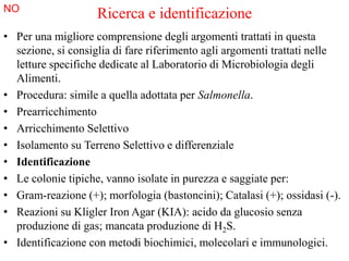 Ricerca e identificazione
• Per una migliore comprensione degli argomenti trattati in questa
sezione, si consiglia di fare riferimento agli argomenti trattati nelle
letture specifiche dedicate al Laboratorio di Microbiologia degli
Alimenti.
• Procedura: simile a quella adottata per Salmonella.
• Prearricchimento
• Arricchimento Selettivo
• Isolamento su Terreno Selettivo e differenziale
• Identificazione
• Le colonie tipiche, vanno isolate in purezza e saggiate per:
• Gram-reazione (+); morfologia (bastoncini); Catalasi (+); ossidasi (-).
• Reazioni su Kligler Iron Agar (KIA): acido da glucosio senza
produzione di gas; mancata produzione di H2S.
• Identificazione con metodi biochimici, molecolari e immunologici.
NO
 