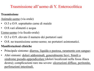 Trasmissione all’uomo di Y. Enterocolitica
Trasmissione
Animale-uomo (via orale)
• O:3 e O:9. soprattutto carne di maiale
• O:8.vari alimenti e acqua
Uomo-uomo (via fecale-orale)
• O:3 e O:9. elevato il numero dei portatori sani
• O:8. no trasmissione uomo-uomo; no portatori asintomatici.
Manifestazioni cliniche
• Principale sintomo: diarrea, liquida o pastosa, raramente con sangue;
• Altri sintomi: dolori addominali, generalmente lievi. Simili a
sindrome pseudo-appendicolare (dolori localizzati nella fossa iliaca
destra); complicazioni rare ma severe: ulcerazioni diffuse, peritonite,
perforazioni intestinali.
 