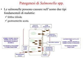 Patogenesi di Salmonella spp.
• Le salmonelle possono causare nell’uomo due tipi
fondamentali di malattie:
 febbre tifoide
 gastroenterite acuta.
 