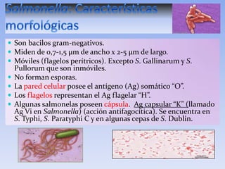  Son bacilos gram-negativos.
 Miden de 0,7-1,5 µm de ancho x 2-5 µm de largo.
 Móviles (flagelos perítricos). Excepto S. Gallinarum y S.





Pullorum que son inmóviles.
No forman esporas.
La pared celular posee el antígeno (Ag) somático “O”.
Los flagelos representan el Ag flagelar “H”.
Algunas salmonelas poseen cápsula. Ag capsular “K” (llamado
Ag Vi en Salmonella) (acción antifagocítica). Se encuentra en
S. Typhi, S. Paratyphi C y en algunas cepas de S. Dublin.

 