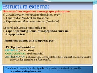 Bacterias Gram negativas: tienen 3 capas principales:
1) Capa interna: Membrana citoplasmática. (75°A)
2) Capa media: Pared celular (20-30 °A)
3) Capa externa: Membrana externa. (60-180 °A)
La pared celular esta constituida por:
1) Capa de peptidoglucano, mucopéptido o mureína.
2) Lipoproteínas
Membrana externa esta compuesta por:
LPS (Lipopolisacáridos):
-LÍPIDO A: (endotoxina)
-CORE CENTRAL. (Polisacárido)
-ANTÍGENO “O”: polisacárido, termoestable, tipo-específico, se encuentra
en todas las especies de Salmonella.
Por afuera de la pared está la cápsula (*), y hacia el interior de la pared la
membrana citoplasmática.

 