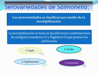 Las serovariedades se clasifican por medio de la
serotipificación

La serotipificación se basa en las diferentes combinaciones
de antígenos somáticos O y flagelares H que poseen las
salmonelas.
S. Typhi

S. Typhimurium

S. Dublin

S. Enteritidis

 
