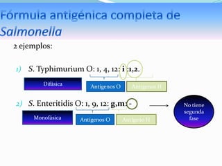 2 ejemplos:
1) S. Typhimurium O: 1, 4, 12: i :1,2.
Difásica

Antígenos O

Antígenos H

2) S. Enteritidis O: 1, 9, 12: g,m: Monofásica

Antígenos O

Antígeno H

No tiene
segunda
fase

 