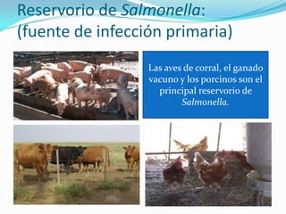 Reservorio de Salmonella:
(fuente de infección primaria)
Las aves de corral, el ganado
vacuno y los porcinos son el
principal reservorio de
Salmonella.

 