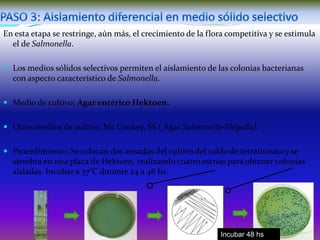 En esta etapa se restringe, aún más, el crecimiento de la flora competitiva y se estimula
el de Salmonella.
 Los medios sólidos selectivos permiten el aislamiento de las colonias bacterianas

con aspecto característico de Salmonella.
 Medio de cultivo: Agar entérico Hektoen.
 Otros medios de cultivo: Mc Conkey, SS ( Agar Salmonella-Shigella).
 Procedimiento: Se colocan dos ansadas del cultivo del caldo de tetrationato y se

siembra en una placa de Hektoen, realizando cuatro estrías para obtener colonias
aisladas. Incubar a 37°C durante 24 a 48 hs.

Incubar 48 hs

 
