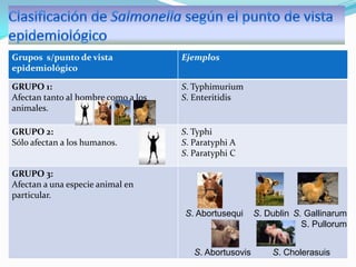 Grupos s/punto de vista
epidemiológico

Ejemplos

GRUPO 1:
Afectan tanto al hombre como a los
animales.

S. Typhimurium
S. Enteritidis

GRUPO 2:
Sólo afectan a los humanos.

S. Typhi
S. Paratyphi A
S. Paratyphi C

GRUPO 3:
Afectan a una especie animal en
particular.
S. Abortusequi

S. Abortusovis

S. Dublin S. Gallinarum
S. Pullorum
S. Cholerasuis

 