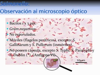  Bacilos 1 x 3 µm.
 Gram negativos.
 No esporulados.
 Móviles (flagelos perítricos), excepto: S.
Gallinarum y S. Pullorum (inmóviles).
 No poseen cápsula, excepto S. Typhi, S. Paratyphi y
S. Dublin (*). (Antígeno Vi).

 