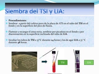  Procedimiento:
 Sembrar a partir del cultivo puro de la placa de ATS en el tubo del TSI en el
fondo y en la superficie del pico de flauta.
 Flamear y recargar el ansa recta, sembrar por picadura en el fondo y por
diseminación en la superficie inclinada del tubo de LIA.
 Incubar los tubos de TSI a 37°C durante 24 horas y los de agar LIA a 37 °C

durante 48 horas.

TSI

LIA

 